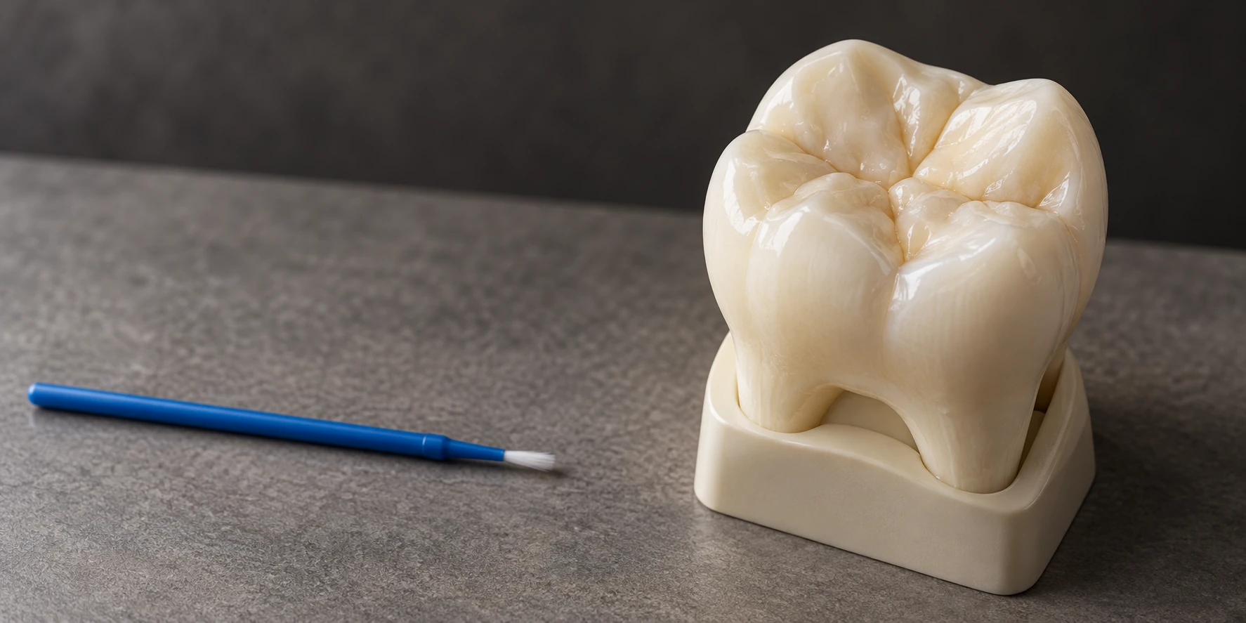 An educational molar model showing grooves on the chewing surface beside a fine applicator brush